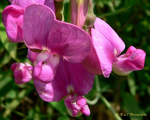 {Lathyrus latifolius}